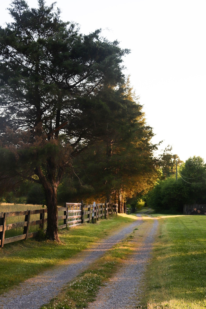 a dirt road with trees on either side of it